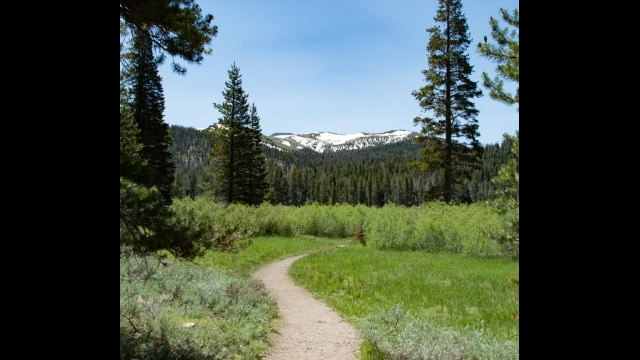 Approaching the willows before the meadow Big Meadow trail