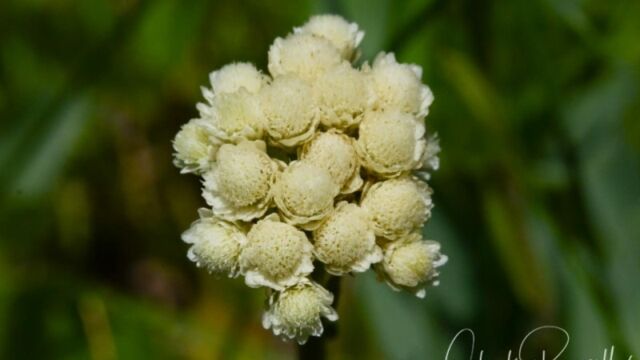 Antennaria corymbosa, Big Meadow trail Meadow pussytoes