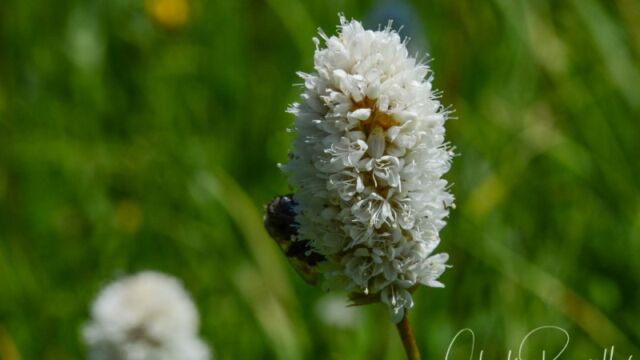 Bistorta bistortoides, Big Meadow trail American bistort