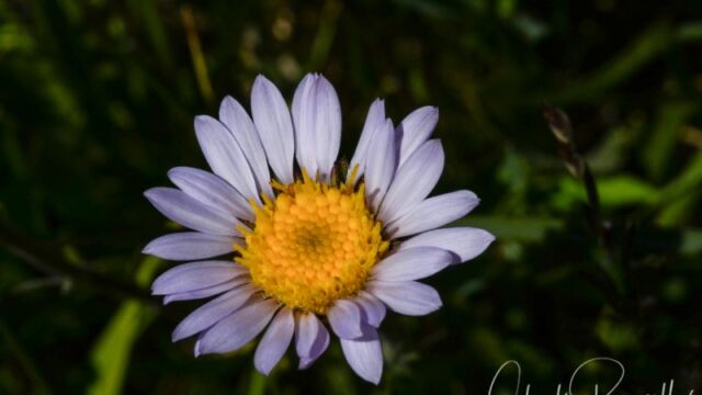 Not sure which species. Big Meadow trail Aster/Fleabane
