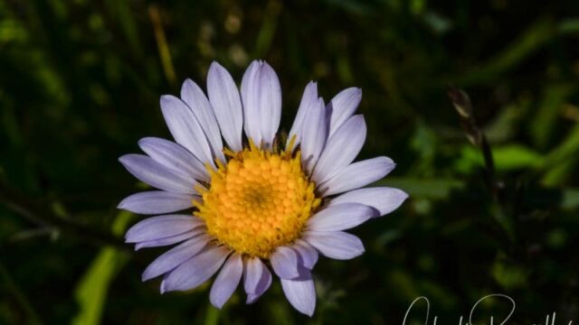 Not sure which species. Big Meadow trail Aster/Fleabane