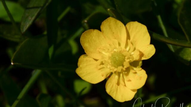 Ranunculus spp., Big Meadow trail Buttercup