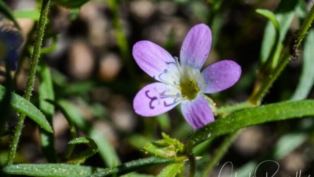 Navarretia leptalea Bridges' gilia