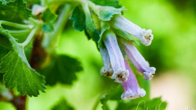 Ribes cereum, Big Meadow trail Wax currant