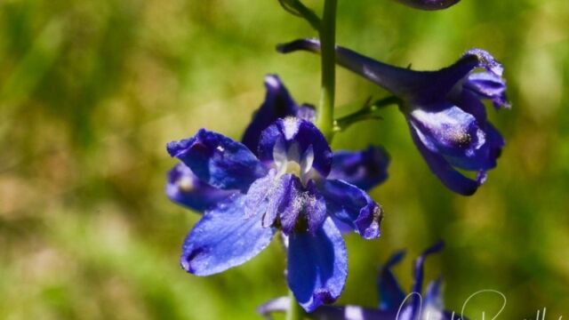Delphinium nuttallianum (probably), Big Meadow trail to Dardanelles Lake Meadow larkspur