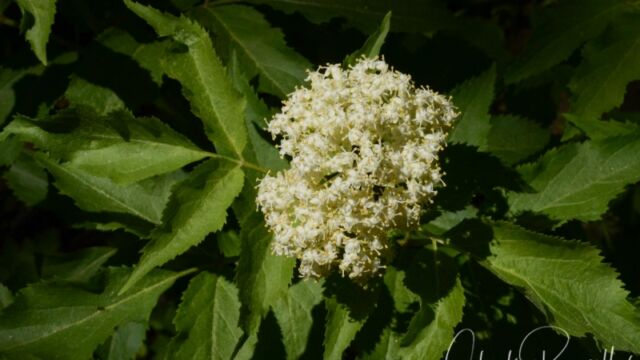 Sambucus racemosa, Big Meadow trail Red elderberry