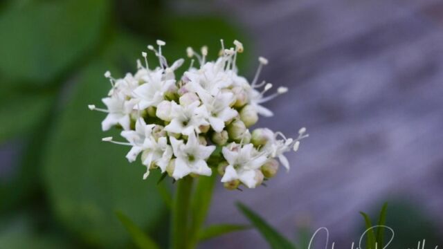 Valeriana californica, Big Meadow trail California valerian
