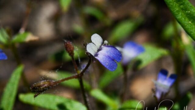 Collinsia torreyi, Big meadow trail Torrey's blue eyed mary