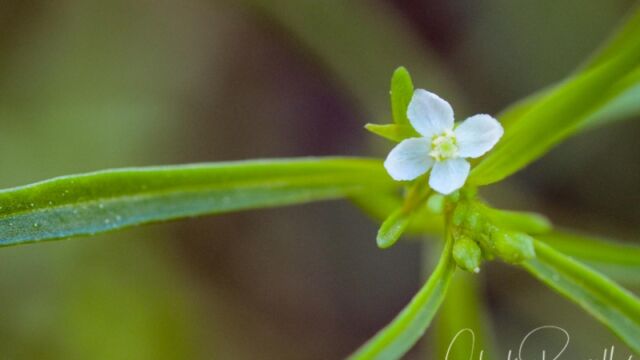 Gayophytum humile, Big Meadow trail Dwarf groundsmoke