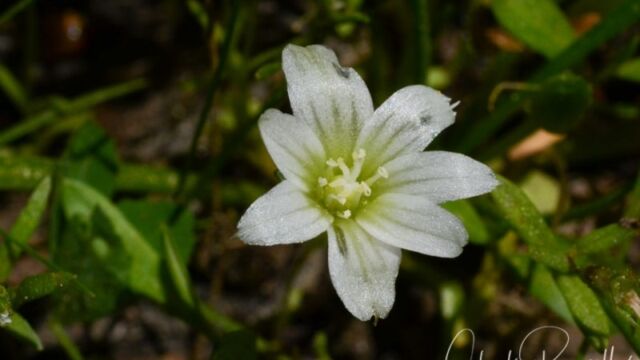 Lewisia nevadensis, Dardanelles Lake trail Nevada lewisia