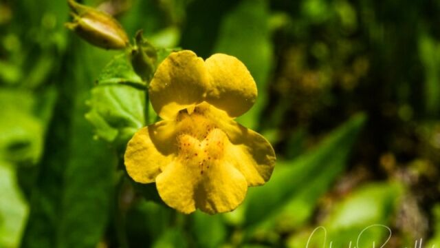 Mimulus guttatus, Big Meadow trail Seep monkey flower