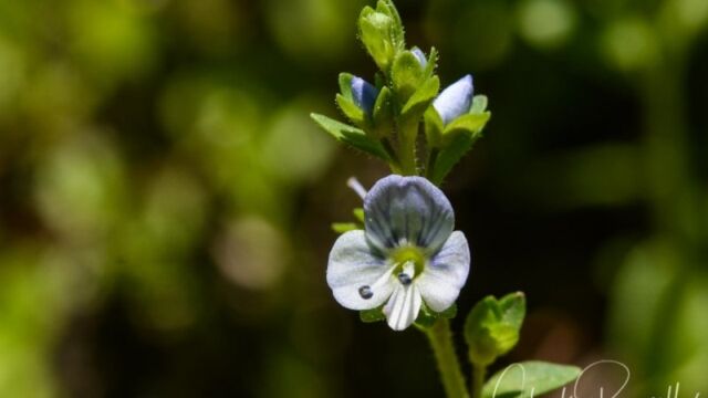 Veronica americana, Big Meadow trail American speedwell