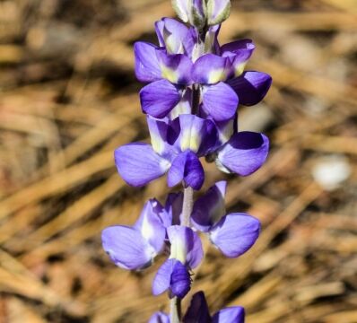 Lupinus polyphyllus, Big Meadow trail Bigleaf lupine