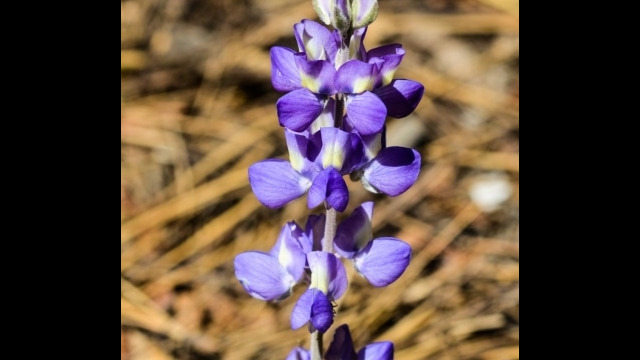 Lupinus polyphyllus, Big Meadow trail Bigleaf lupine