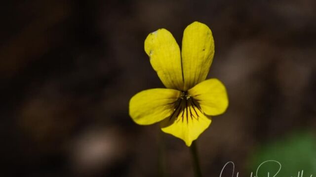 Viola bakeri, Big Meadoe trail Baker's violet