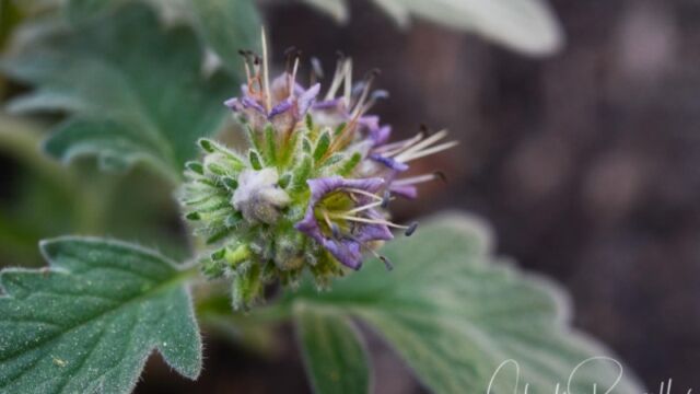 Phacelia hydrophylloides, although it could be Hydrophyllum occidentale, you have to dig it up to tell by the root. Big Meadow trail Waterleaf phacelia
