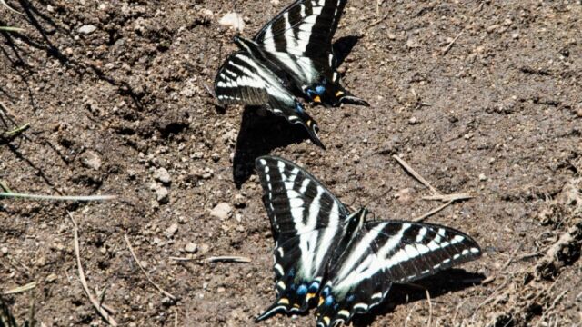Lots of butterflies looking for moisture and minerals Butterflies!