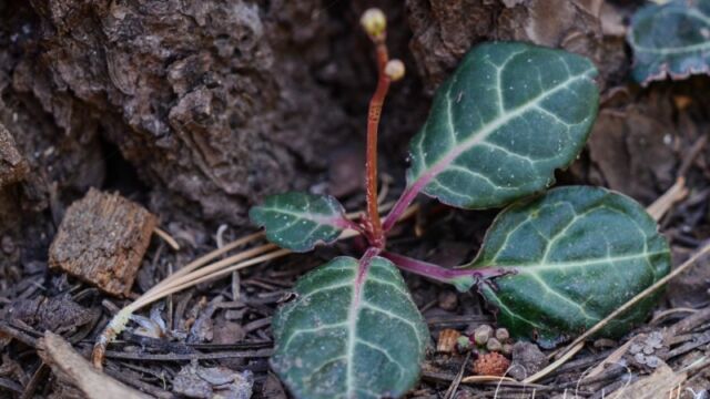 Pyrola picta, White veined wintergreen