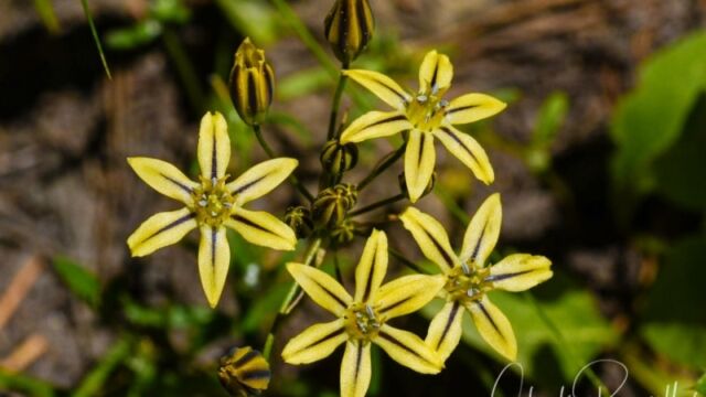 Triteleia ixioides, Big Meadow trail Pretty face
