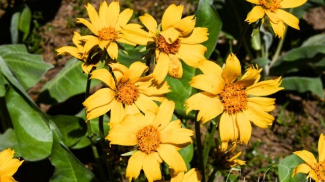 Balsamorhiza sagittata, Big Meadow trail Arrowleaf balsamroot