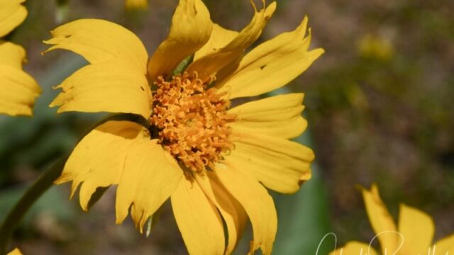 Balsamorhiza sagittata, Big Meadow trail Arrowleaf balsamroot