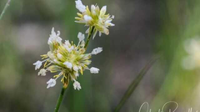 Juncus chlorocephalus, Big Meadow trail Green headed rush