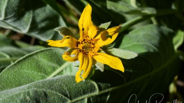 Wyethia mollis, Big Meadow trail. Chewed on by lots of caterpillars Woolly mule ears