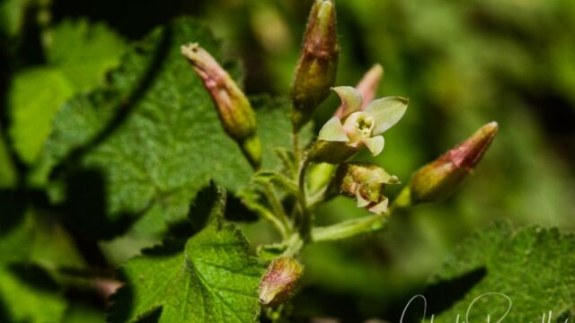 Ribes viscosissimum, Big Meadow trail Sticky currant