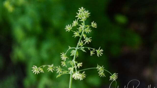Thalictrum fendleri, Big Meadow trail, Female plant Fendler's meadow rue