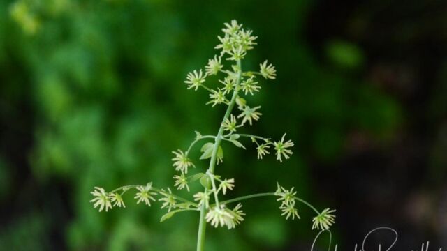 Thalictrum fendleri, Big Meadow trail, Female plant Fendler's meadow rue