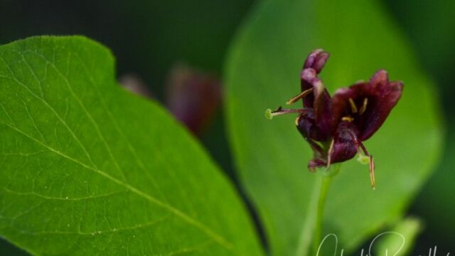 Lonicera conjugialis, Big Meadow trail Double honeysuckle