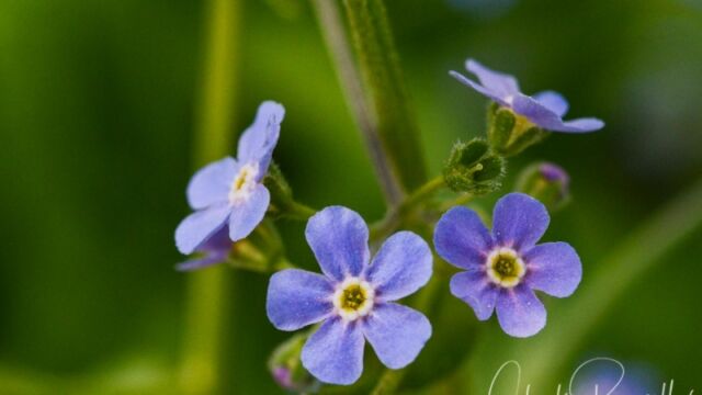 Hackelia micrantha, Big Meadow trail Jessica's stickseed