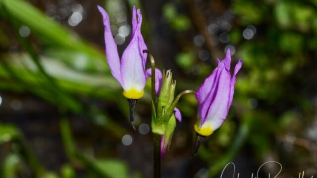 Primula tetrandra, Big Meadow trail Alpine shooting star