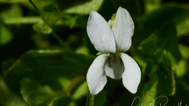 Viola macloskeyi, Big Meadow trail Macloskey's violet