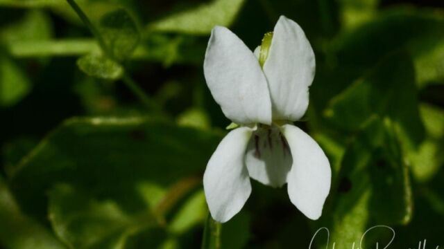 Viola macloskeyi, Big Meadow trail Macloskey's violet