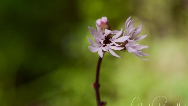 Lithophragma glabrum, Dardanelles Lake trail Bulbous woodland star