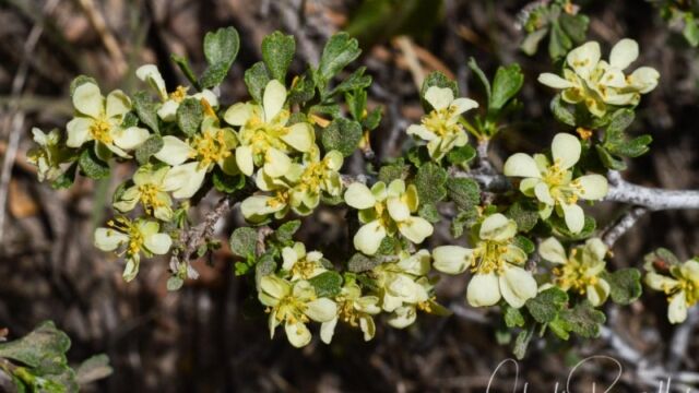 Purshia tridentata, Dardanelles Lake trail Bitterbrush