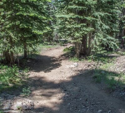 Trail leaving the meadow. Lots of shade Big Meadow trail