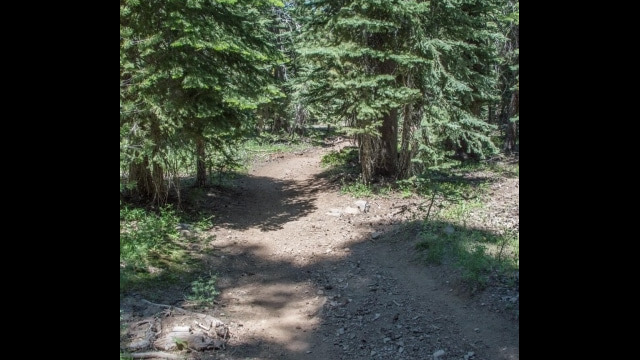 Trail leaving the meadow. Lots of shade Big Meadow trail