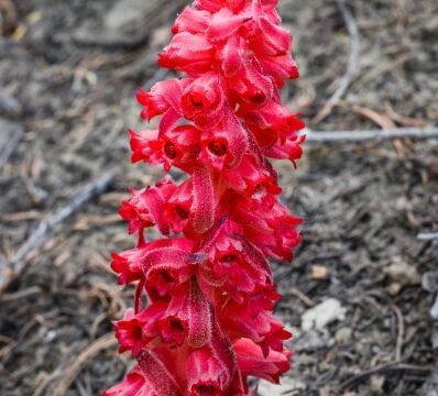 Sarcodes sanguinea, Dardanelles Lake trail Snow plant
