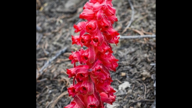 Sarcodes sanguinea, Dardanelles Lake trail Snow plant