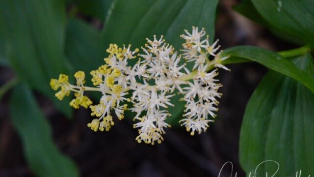 Maianthemum racemosum, Dardanelles Lake trail Feathery false lily of the valley