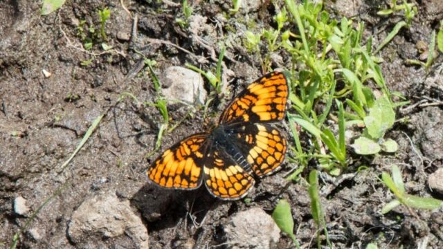 Lots of butterflies looking for moisture and minerals Butterflies!