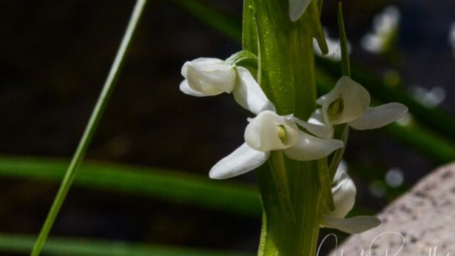 Platanthera dilatata var. leucostachys, Dardanelles Lake trail Sierra bog orchid