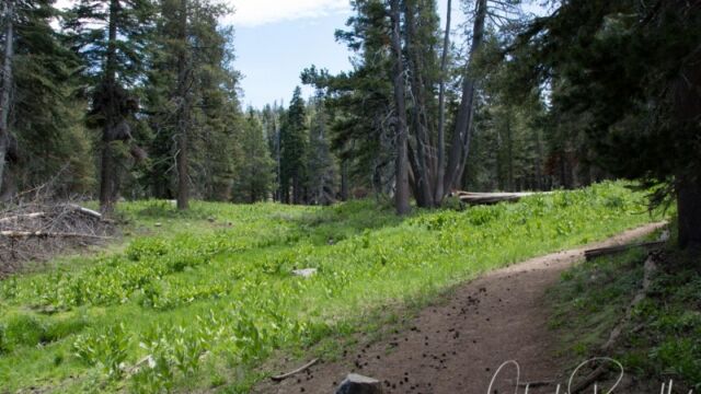 There are several glades, small meadows, as you go up the hill Big Meadow trail