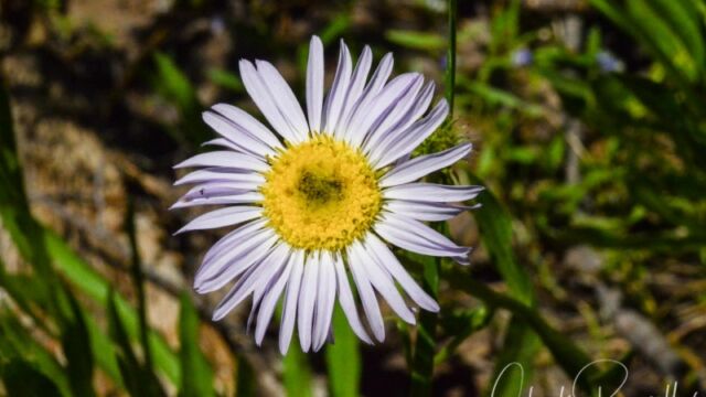 Erigeron barbellulatus (probably), Dardanelles Lake trail Shining fleabane
