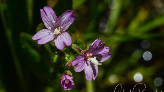 Epilobium ciliatum, Big Meadow trail Fringed willowherb