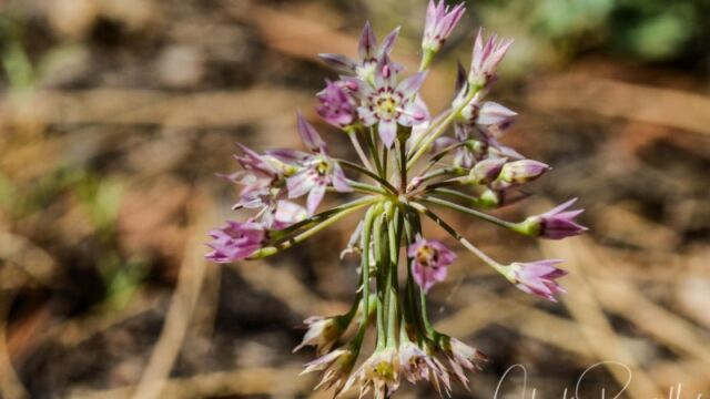 Allium campanulatum, Big Meadow trail Sierra onion