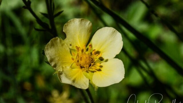 Drymocallis glandulosa, Big Meadow trail Sticky cinquefoil