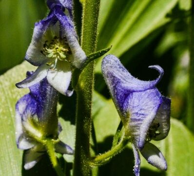 Aconitum columbianum, Dardanelles Lake trail Monkshood